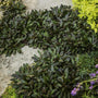 Ajuga reptans Chocolate Chip planted between stepping stones