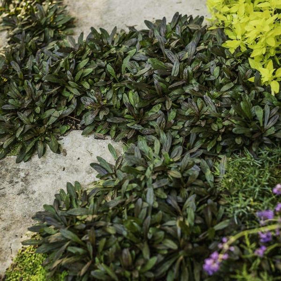 Ajuga reptans Chocolate Chip planted between stepping stones