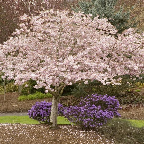 akebono yoshino cherry tree in full spring bloom with pink flowers