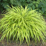 All-Gold Japanese Forest  grass has bright yellow foliage in a cascading mound