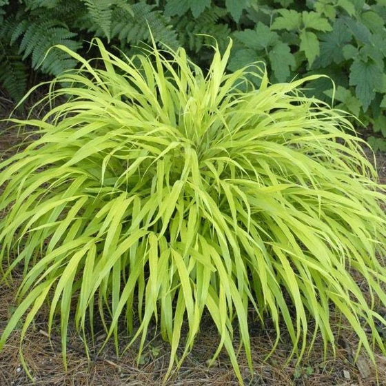 All-Gold Japanese Forest grass has bright yellow foliage in a cascading mound