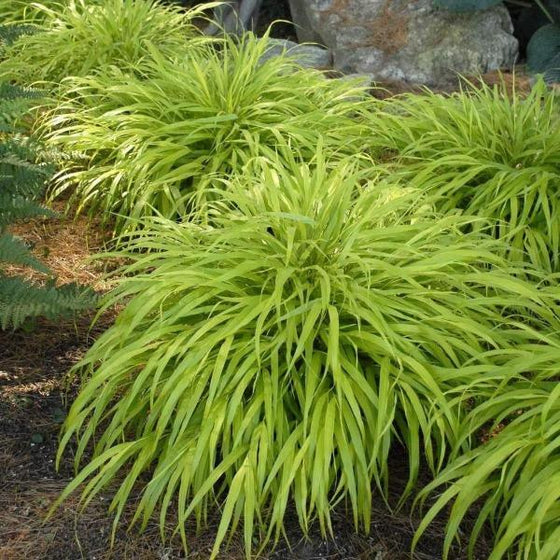 all gold Japanese forest grass is great when planted in mass along a border garden