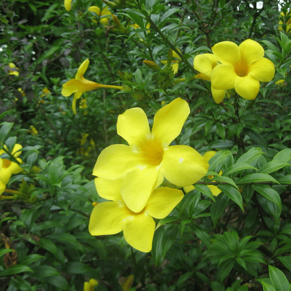 Allamanda Plant for Sale | Garden Goods Direct