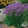 Allium in a perennial garden with black eyed susans