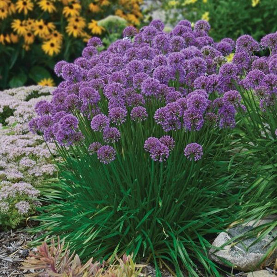 Allium in a perennial garden with black eyed susans