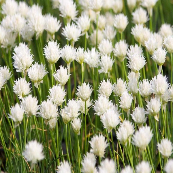 Buy Allium Snowcap Flowering Onion Online | Garden Goods Direct