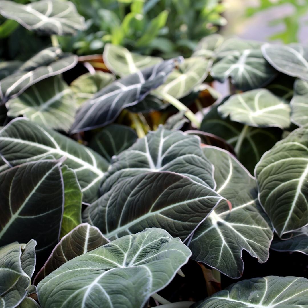 alocasia black velvet elephant ear plant Buy Alocasia Black Velvet Online | Indoor Plants