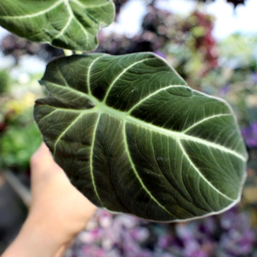 black velvet pothos Buy Alocasia Black Velvet Online | Indoor Plants