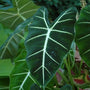 Alocasia Frydek Elephant Ear for Sale Online with soft green leaves