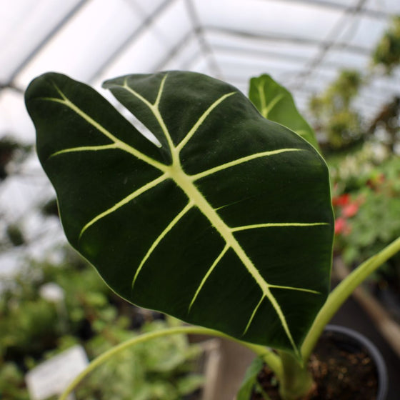 alocasia frydek close up