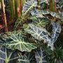 Alocasia Polly has dark leaves are divided by white ridges