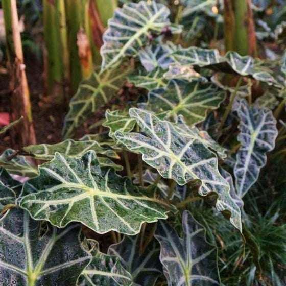 Alocasia Polly has dark leaves are divided by white ridges