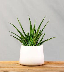 Aloe Vera Plants