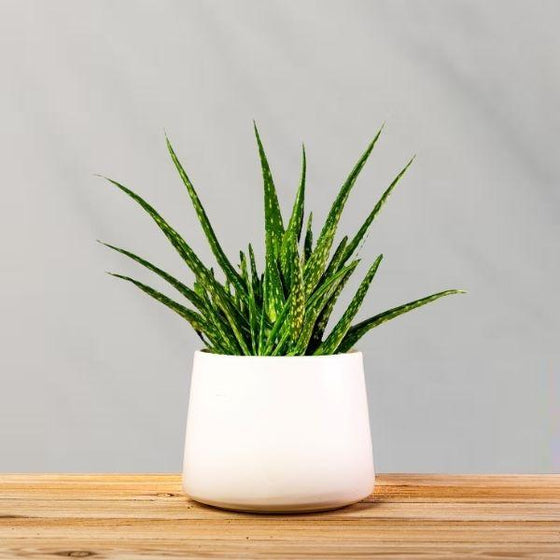 Aloe Vera Plants look great growing in white pots