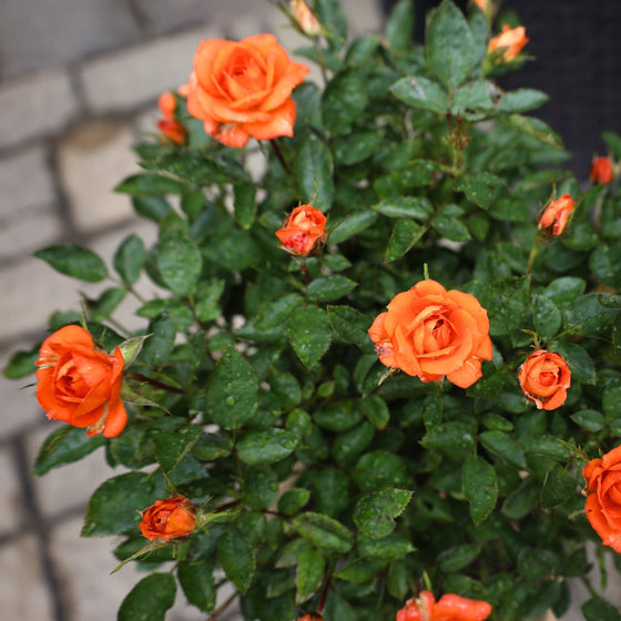 orange blooms on amber sunblaze rose tree