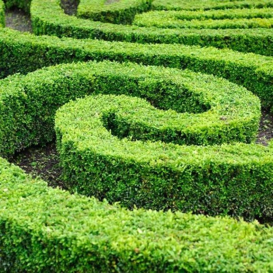 American boxwood as a tightly trimmed hedge