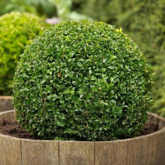 American Boxwoods grown in patio pots