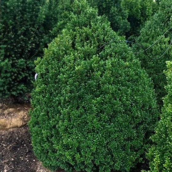 pyramidal shape of the common American boxwood Shrubs