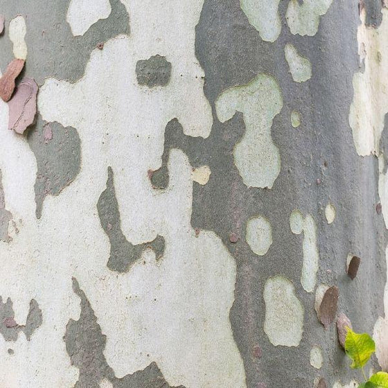 exfoliating mottled bark of Sycamore Trees