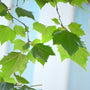 bright green sycamore leaves