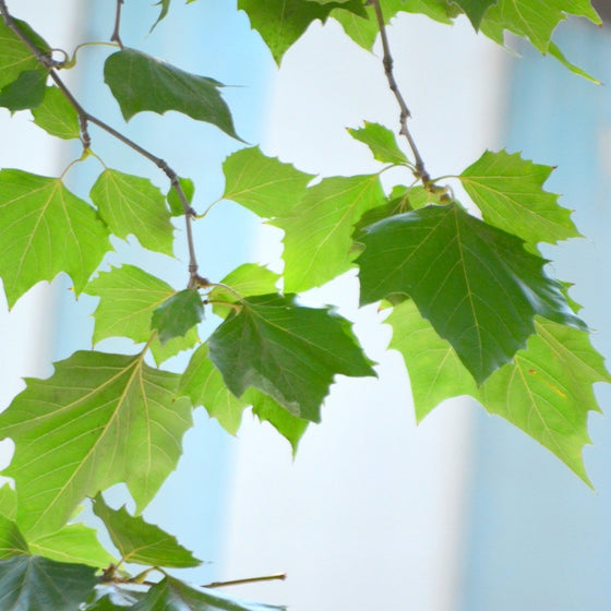 bright green sycamore leaves