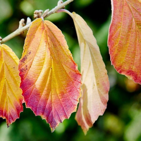 beautiful color on american witch hazel in the fall