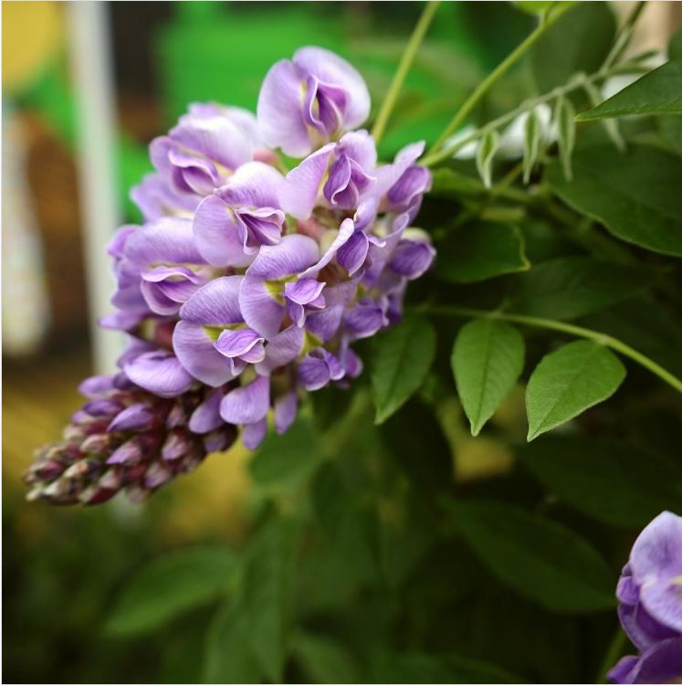 Amethyst Falls Wisteria Vine (American Wisteria) for Sale Online