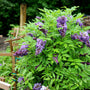 wisteria on a trellis