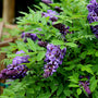 purple climing wisteria vine