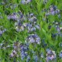 Flowering Amsonia Blue Ice