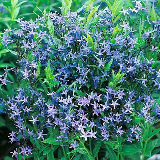 The wonderful Periwinkle Blue flowers of Amsonia Blue Ice