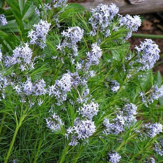 long green stems and blue blooms of Amsonia Hubrichtii Bluestar