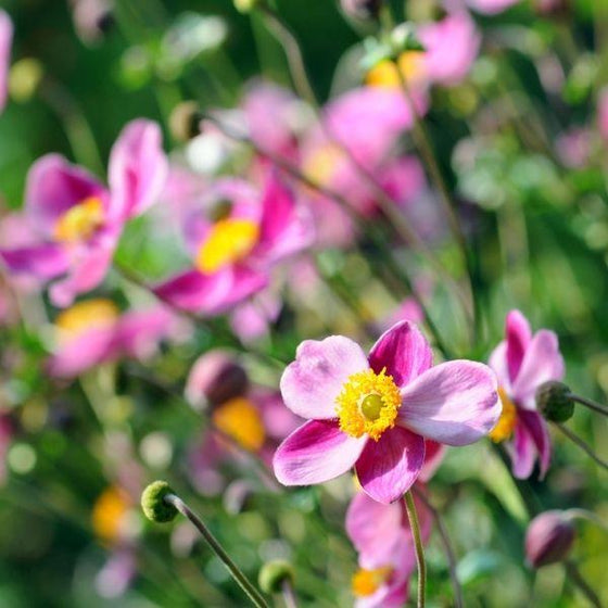red riding hood anemone pink flowers with yellow center