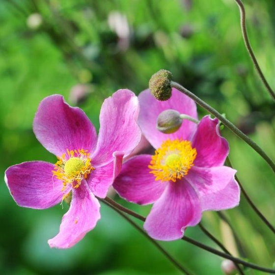 Anemone Fantasy Red Riding Hood pink flowers with yellow centers