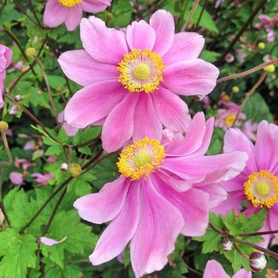 close up of red riding hood anemone pink flowers and yellow centers