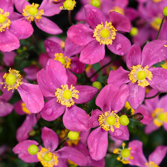 close up of Anemone Fantasy Red Riding Hood pink flowers