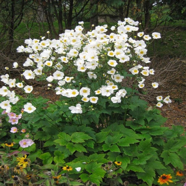 Buy Anemone Honorine Jobert Online Garden Goods Direct buy-anemone-honorine-jobert-online-garden-goods-direct