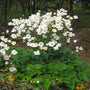 Anemone Honorine Jobert in the shade garden