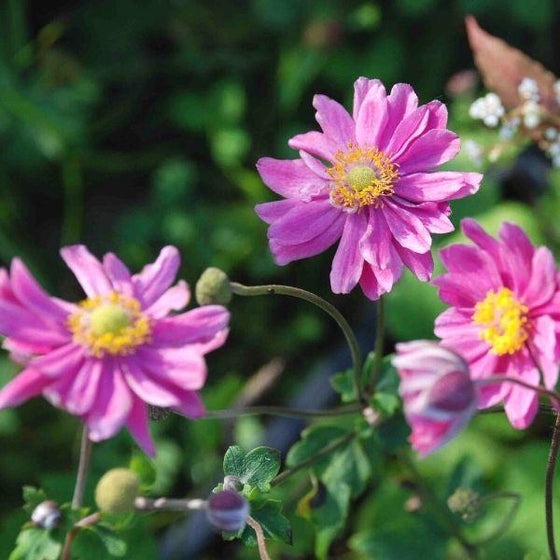 Anemone Pamina pink flowers with yellow centers and blurred green foliage background