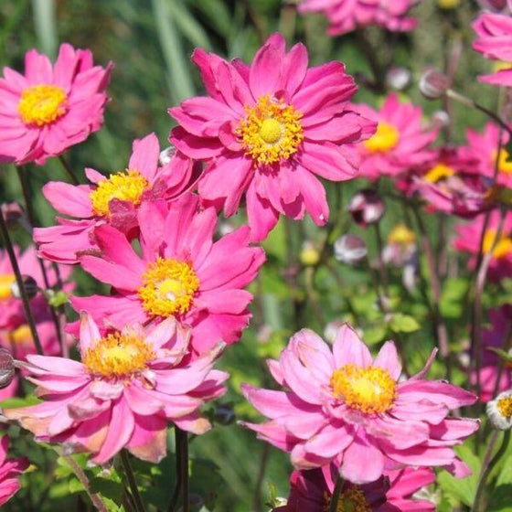 Anemone hupehensis var. japonica Pamina pink flowers with yellow centers