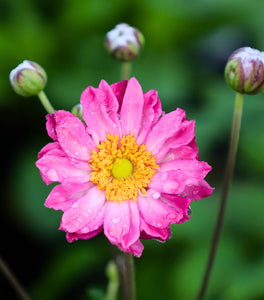Anemone Pamina