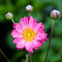 close up of Anemone Pamina pink flower and yellow center