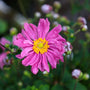 pink flowers with yellow centers on Anemone Pamina