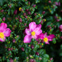 vibrant blooms on anemone fall perennial