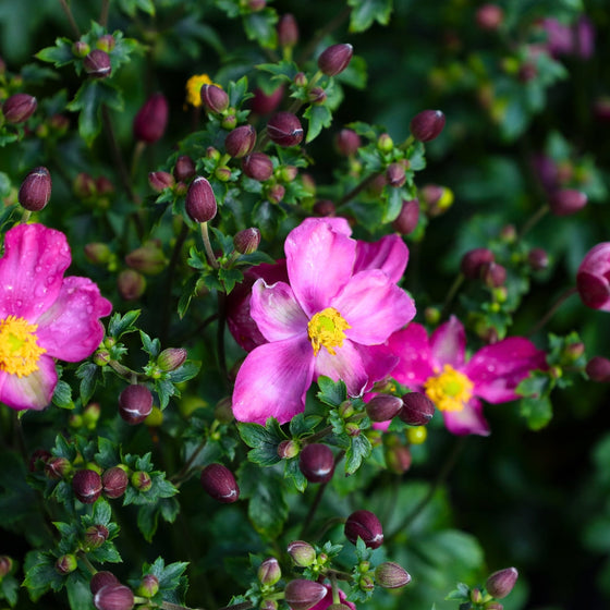 vibrant blooms on anemone fall perennial