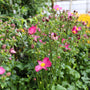 early fall blooming perennial