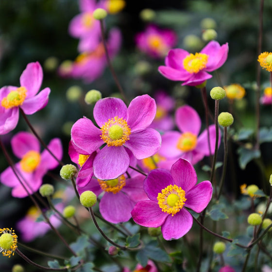 pretty lady diana anemone