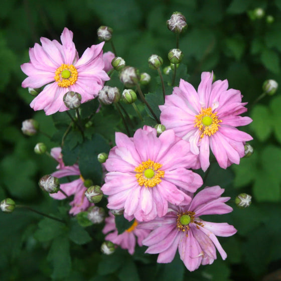 anemone pretty lady fall perennial