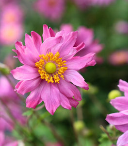 Anemone Pretty Lady Emily