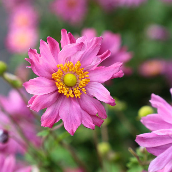 fall blooming pink anemone flower